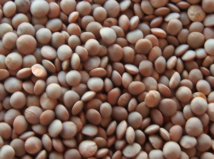 Masoor Dal (Whole) 1kg